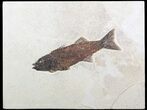 Gorgeous, Mioplosus Fossil Fish - Wyoming #62666-1